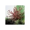 Malus 'Royalty' | Crabapple Tree -FruitSprout Shop TR01649L main image c31f