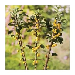 Malus x zumi 'Golden Hornet' | Crabapple Tree -FruitSprout Shop TR0166 add image 1 74e6