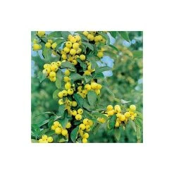 Malus x zumi 'Golden Hornet' | Crabapple Tree -FruitSprout Shop TR0166 add image 2 5910