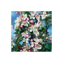 Malus x zumi 'Golden Hornet' | Crabapple Tree -FruitSprout Shop TR0166 add image 3 d184