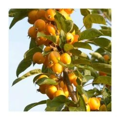 Malus x zumi 'Golden Hornet' | Crabapple Tree -FruitSprout Shop TR0166 add image 4 6ee5
