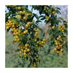 Malus x zumi 'Golden Hornet' | Crabapple Tree -FruitSprout Shop TR0166 add image 5 4a82