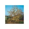 Malus x zumi 'Golden Hornet' | Crabapple Tree -FruitSprout Shop TR0166 main image c2cd