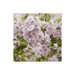 Prunus 'Accolade' | Cherry Blossom Tree -FruitSprout Shop TR01689L add image 2 37e0