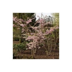 Prunus 'Accolade' | Cherry Blossom Tree -FruitSprout Shop TR01689L add image 3 9292