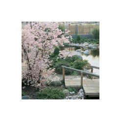 Prunus 'Accolade' | Cherry Blossom Tree -FruitSprout Shop TR01689L add image 4 7dde