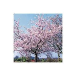 Prunus 'Accolade' | Cherry Blossom Tree