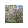 Prunus incisa 'The Bride' | Cherry Blossom Tree -FruitSprout Shop TR01719L main image 6e4c