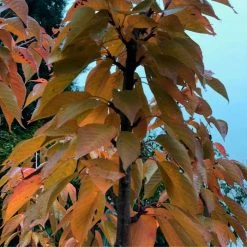 Prunus 'Kanzan' | Cherry Blossom Tree -FruitSprout Shop TR0172 add image 1 40ee