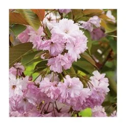 Prunus 'Kanzan' | Cherry Blossom Tree -FruitSprout Shop TR0172 add image 3 1857