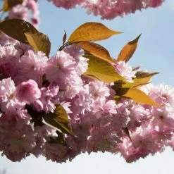 Prunus 'Kanzan' | Cherry Blossom Tree -FruitSprout Shop TR0172 add image 4 08a7