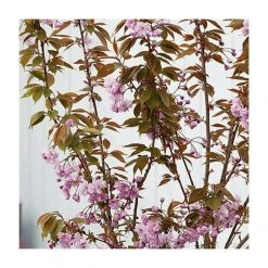 Prunus 'Kanzan' | Cherry Blossom Tree -FruitSprout Shop TR0172 add image 5 5077