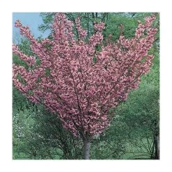 Prunus 'Kanzan' | Cherry Blossom Tree -FruitSprout Shop TR0172 add image 6 6f03