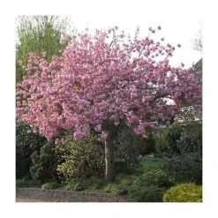 Prunus 'Kanzan' | Cherry Blossom Tree -FruitSprout Shop TR0172 add image 8 347e