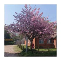 Prunus 'Kanzan' | Cherry Blossom Tree -FruitSprout Shop TR0172 add image 9 25d6