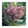 Prunus 'Kanzan' | Cherry Blossom Tree 2 Prunus 'Kanzan' | Cherry Blossom Tree -FruitSprout Shop TR0172 main image 8cac