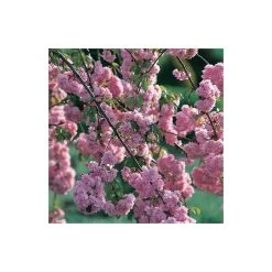 Prunus 'Kiku Shidare Zakura' | Cherry Blossom Tree 12 Prunus 'Kiku Shidare Zakura' | Cherry Blossom Tree -FruitSprout Shop TR017312L add image 1 339e