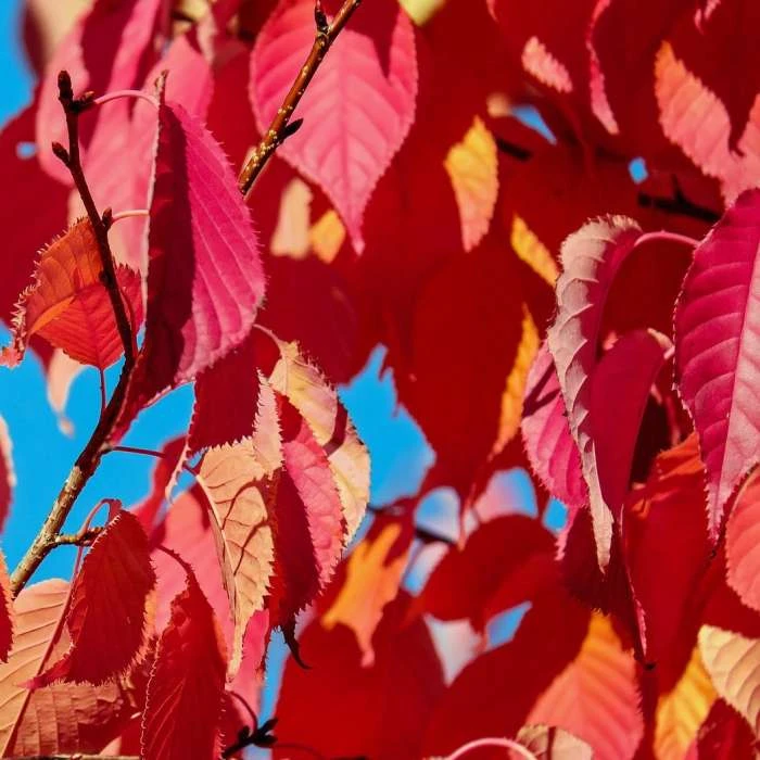 Prunus 'Kiku Shidare Zakura' | Cherry Blossom Tree 7 Prunus 'Kiku Shidare Zakura' | Cherry Blossom Tree - Image 5