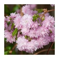 Prunus 'Kiku Shidare Zakura' | Cherry Blossom Tree 16 Prunus 'Kiku Shidare Zakura' | Cherry Blossom Tree -FruitSprout Shop TR017312L add image 5 547b