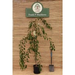 Prunus 'Kiku Shidare Zakura' | Cherry Blossom Tree 17 Prunus 'Kiku Shidare Zakura' | Cherry Blossom Tree -FruitSprout Shop TR017312L add image 6 18e9