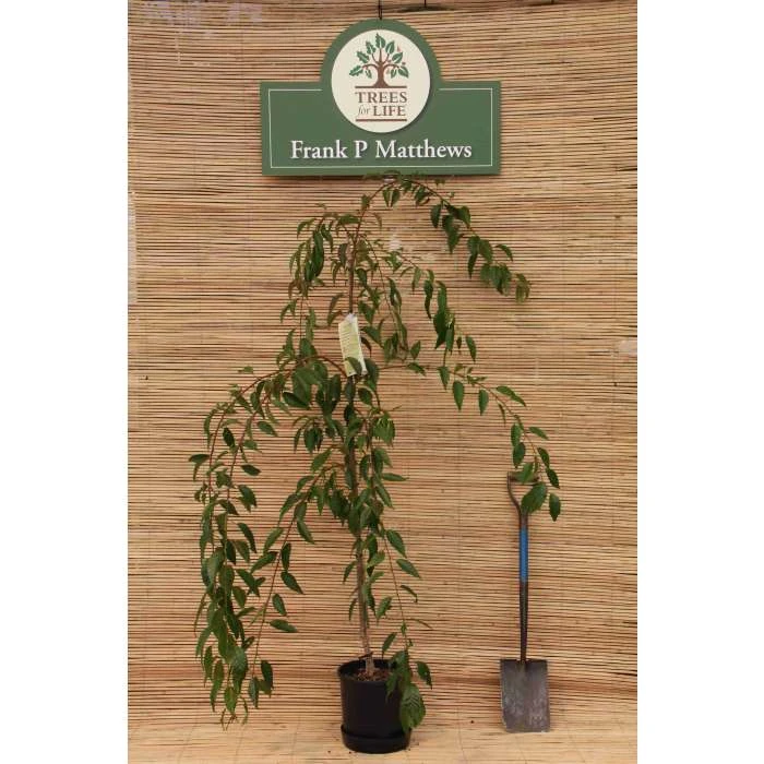 Prunus 'Kiku Shidare Zakura' | Cherry Blossom Tree 10 Prunus 'Kiku Shidare Zakura' | Cherry Blossom Tree - Image 8