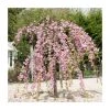Prunus 'Kiku Shidare Zakura' | Cherry Blossom Tree -FruitSprout Shop TR017312L main image 96d3