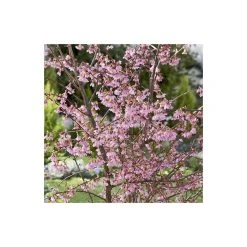 Prunus 'Okame' | Cherry Blossom Tree -FruitSprout Shop TR01749L add image 1 4d7b