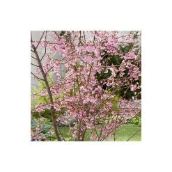 Prunus 'Okame' | Cherry Blossom Tree -FruitSprout Shop TR01749L add image 2 6483