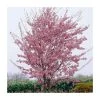 Prunus 'Okame' | Cherry Blossom Tree -FruitSprout Shop TR01749L main image a3e0