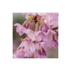 Bare Root Sales Shop -FruitSprout Shop TR01749L rollover image 20b7