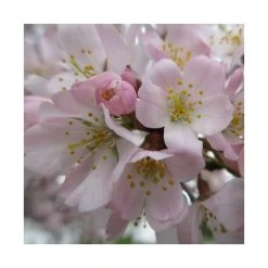Prunus padus 'Pandora' | Cherry Blossom Tree -FruitSprout Shop TR01759L add image 1 3d8c