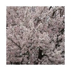 Prunus padus 'Pandora' | Cherry Blossom Tree -FruitSprout Shop TR01759L add image 2 91f5