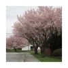 Prunus padus 'Pandora' | Cherry Blossom Tree -FruitSprout Shop TR01759L main image f99d