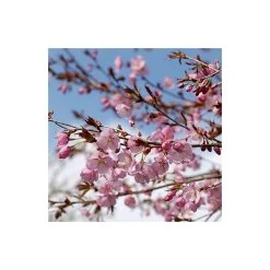 Prunus sargentii | Cherry Blossom Tree -FruitSprout Shop TR01799L add image 2 0ac8