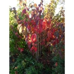 Prunus sargentii | Cherry Blossom Tree -FruitSprout Shop TR01799L add image 3 bec6