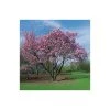 Prunus sargentii | Cherry Blossom Tree -FruitSprout Shop TR01799L main image 7d0e