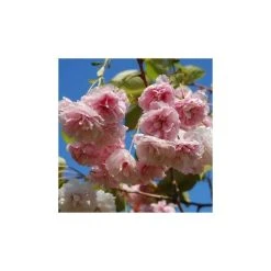 Prunus serrulata 'Shirofugen' | Cherry Blossom Tree -FruitSprout Shop TR018112L add image 1 ef9a