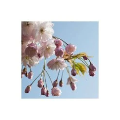 Prunus serrulata 'Shirofugen' | Cherry Blossom Tree -FruitSprout Shop TR018112L add image 2 922d
