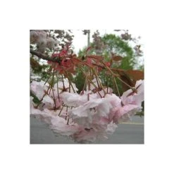 Prunus serrulata 'Shirofugen' | Cherry Blossom Tree -FruitSprout Shop TR018112L add image 4 5800