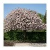 Prunus serrulata 'Shirofugen' | Cherry Blossom Tree -FruitSprout Shop TR018112L main image 78d1