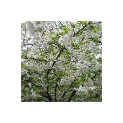 Prunus 'Shogetsu' | Cherry Blossom Tree -FruitSprout Shop TR01829L add image 1 f11e