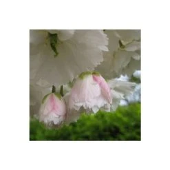 Prunus 'Shogetsu' | Cherry Blossom Tree -FruitSprout Shop TR01829L add image 2 fbec