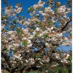 Prunus 'Shogetsu' | Cherry Blossom Tree -FruitSprout Shop TR01829L add image 3 0443