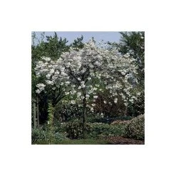 Prunus 'Shogetsu' | Cherry Blossom Tree -FruitSprout Shop TR01829L add image 4 b910
