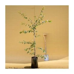 Prunus x subhirtella 'Autumnalis Rosea' | Cherry Blossom Tree -FruitSprout Shop TR01839L add image 1 c1bd