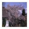 Prunus x subhirtella 'Autumnalis Rosea' | Cherry Blossom Tree 2 Prunus x subhirtella 'Autumnalis Rosea' | Cherry Blossom Tree -FruitSprout Shop TR01839L main image 0f7f