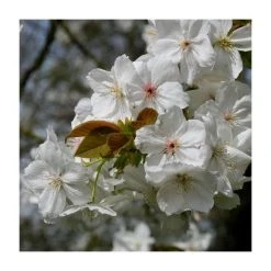Prunus 'Tai Haku' | Cherry Blossom Tree -FruitSprout Shop TR01849L add image 2 42da