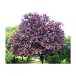 Prunus cerasifera 'Nigra' | Cherry Blossom Tree -FruitSprout Shop TR01889L add image 1 5bd7