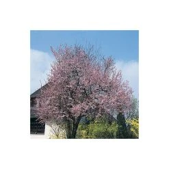 Prunus cerasifera 'Nigra' | Cherry Blossom Tree -FruitSprout Shop TR01889L add image 2 e8dc