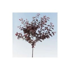 Prunus cerasifera 'Nigra' | Cherry Blossom Tree -FruitSprout Shop TR01889L add image 3 e5e0